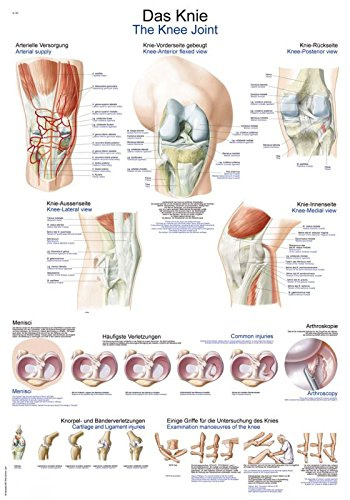 LehrtafelDas Knie, 70x100cm