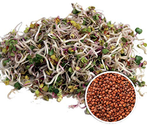 100 g BIO Keimsprossen Radies China Rose Samen für die Sprossenanzucht Sprossen Microgreen Mikrogrün