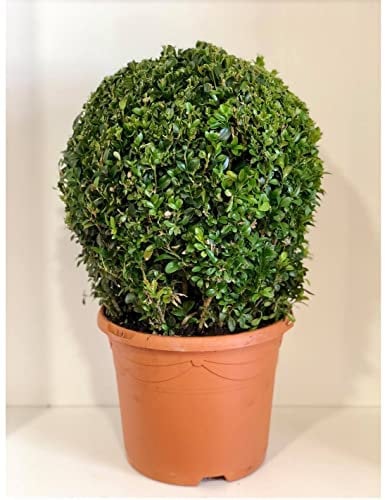 Pianta Buxus a palla Vaso 23cm