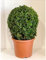 Pianta Buxus a palla Vaso 23cm