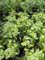 Sedum telephium Herbstfreude - Hohes Fettblatt Herbstfreude Verpackungseinheit 10
