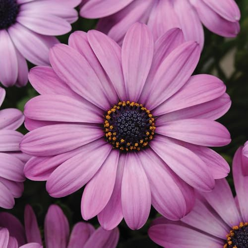 Bedwen Osteospermum 'Akila Lavender Shades' Plug Plant x4 – African Daisy Lilac-Purple Summer-Flowering Bedding Plants for Garden & Patio Pots