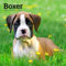 Boxer Puppies | 2025 7 x 14 Inch Monthly Mini Wall Calendar | Plastic-Free | BrownTrout | Animals Dog Breeds Puppy
