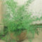30 + Asparagus Farn Blumensamen