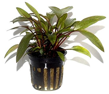Cryptocoryne beckettii petchii im Topf