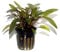 Cryptocoryne beckettii petchii im Topf
