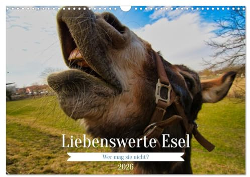 Liebenswerte Esel (Wandkalender 2026 DIN A3 quer), CALVENDO Monatskalender: Putzige Langohren in jeder Situation, wer mag diese sympathischen Tiere nicht? (CALVENDO Tiere)