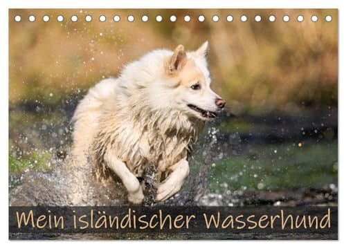 Mein isländischer Wasserhund (Tischkalender 2026 DIN A5 quer), CALVENDO Monatskalender: Vor meinem Islandhund Djarfur ist kein Gewässer sicher. (CALVENDO Tiere)