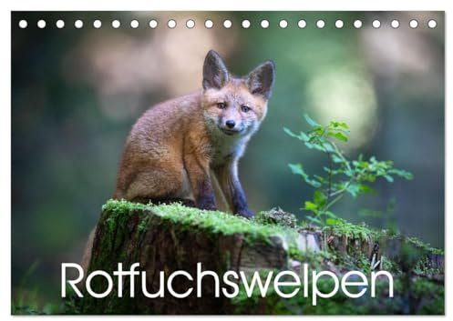 Rotfuchswelpen (Tischkalender 2026 DIN A5 quer), CALVENDO Monatskalender