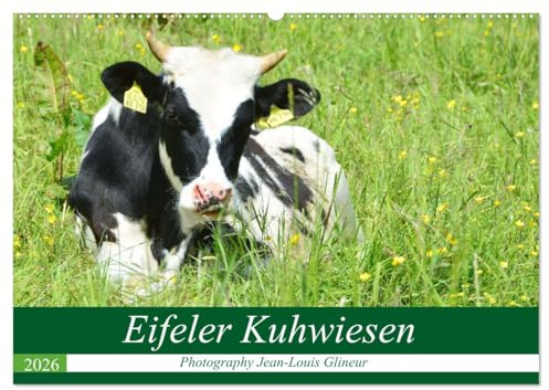 Eifeler Kuhwiesen (Wandkalender 2026 DIN A2 quer), CALVENDO Monatskalender: Glückliche Kühe, Kälber und Rinder (CALVENDO Tiere)