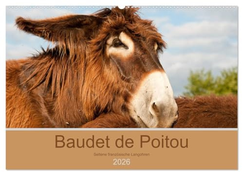 Baudet de Poitou - Seltene französische Langohren (Wandkalender 2026 DIN A2 quer), CALVENDO Monatskalender: Wunderschöne Fotografien seltener Esel (CALVENDO Tiere)