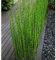 kiskick 60 pièces graines de bambou Mosos fraîches jardin cour balcon bonsaï plante bureau décor à la maison facile à cultiver Graines de Bambou Moso