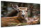 DARO Design - Wand-Bild auf 6mm HDF 30x40 cm Hirschkuh frontal - Wand-Deko Bilder Geschenk