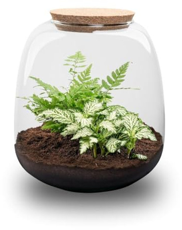 Exotenherz Flaschengarten Kleine Emma - DIY-Pflanzenterrarium - 20cm hoch - mit Fittonia White Tiger