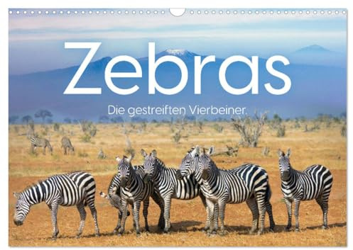 Zebras - Die gestreiften Vierbeiner. (Wandkalender 2026 DIN A3 quer), CALVENDO Monatskalender: Komm mit auf eine Reise zu den Zebras (CALVENDO Tiere)