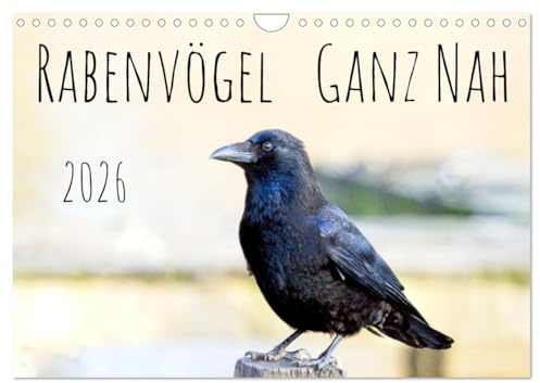Rabenvögel - ganz nah (Wandkalender 2026 DIN A4 quer), CALVENDO Monatskalender: Rabenvögel Europas (CALVENDO Tiere)