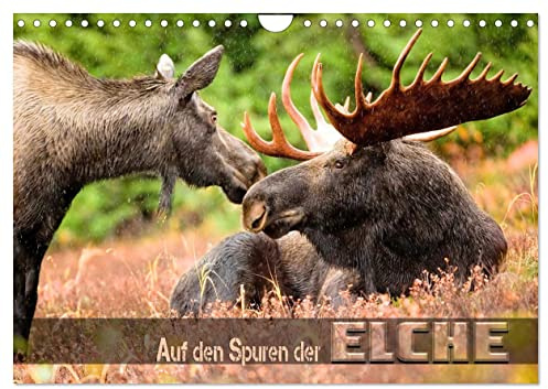 Auf den Spuren der Elche (Wandkalender 2026 DIN A4 quer), CALVENDO Monatskalender: Beeindruckende Bilder wildlebender Elche verschiedener Territorien (CALVENDO Tiere)