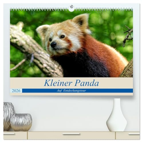 Kleiner Panda auf Entdeckungstour (hochwertiger Premium Wandkalender 2026 DIN A2 quer), Kunstdruck in Hochglanz: Ein kleiner Panda geht auf große Entdeckungstour. (CALVENDO Tiere)
