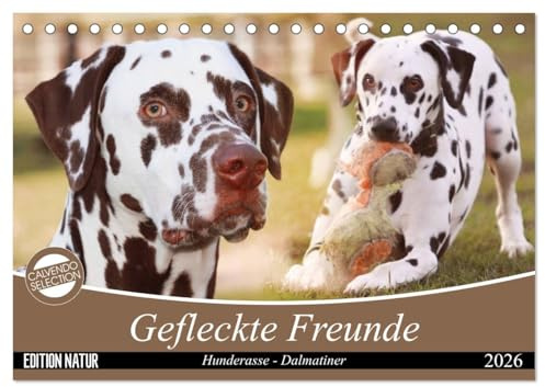 Gefleckte Freunde - Hunderasse Dalmatiner (Tischkalender 2026 DIN A5 quer), CALVENDO Monatskalender: Dalmatiner gehören zu den auffälligsten ... aus jedem Hund ein Unikat. (CALVENDO Tiere)