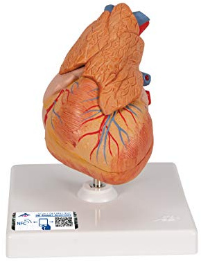 3B Scientific® Herzmodell Klassik – 3-teiliges lebensgroßes Herz mit Thymus-Darstellung für Anatomieunterricht + 3B Smart Anatomy App