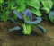 Just Seed - Vegetable - Pak Choi - Red F1-600 Seeds