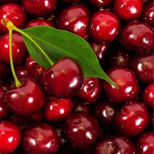 Prunus Avium Summit - Cerisier 120 cm en Pot - Plante En Pot - Floraison Avril - Hauteur 1,50 m