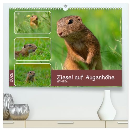 Ziesel auf Augenhöhe (hochwertiger Premium Wandkalender 2026 DIN A2 quer), Kunstdruck in Hochglanz: Ziesel - Wildlife aus der Bauchlage (CALVENDO Tiere)