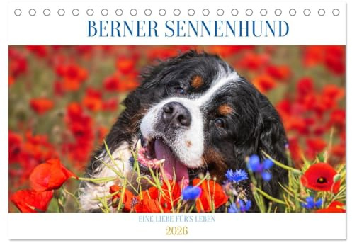 Berner Sennenhund - Eine Liebe für´s Leben (Tischkalender 2026 DIN A5 quer), CALVENDO Monatskalender: Er ist traumhaft schön, wenn nicht sogar die ... Bilder dieser Traumhunde. (CALVENDO Tiere)