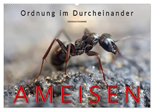 Ameisen - Ordnung im Durcheinander (Wandkalender 2026 DIN A2 quer), CALVENDO Monatskalender: Eindrucksvolle Bilder der Hautflügler, die in perfekt organisierten Staaten leben. (CALVENDO Tiere)