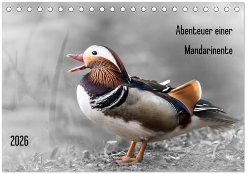 Abenteuer einer Mandarinente (Tischkalender 2026 DIN A5 quer), CALVENDO Monatskalender: Emotionen einer Mandarinente mit monochromen Hintergrund (CALVENDO Natur)