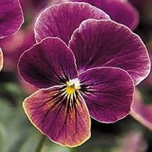Viola Plants, 'Antique Shades', 6 x Full Plant Pack, Winter Bedding Plants, Winter Violas, Viola Flowers, Garden Ready and Ready to Plant, Premium Quality Flowers