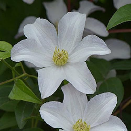 Clematis Huldine (Waldrebe) - Weiß und Winterhart - 1,5 Liter Topf