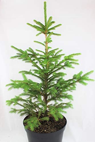 Real, Living Norway Spruce Christmas Tree 3-4ft (90-120cm) (Tree)