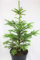 Real, Living Norway Spruce Christmas Tree 3-4ft (90-120cm) (Tree)