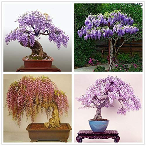 hua xian zi 30 Pack - Bonsai Tree Chinese Wisteria Tree Seeds, Bonsai da fiore molto pregiato, Wisteria sinensis