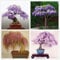hua xian zi 30 Pack - Bonsai Tree Chinese Wisteria Tree Seeds, Bonsai da fiore molto pregiato, Wisteria sinensis