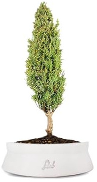 Cipresso Bonsai, Altezza 43 cm, Pianta Vera, Pianta da Interno, Vaso Artigianale in Terracotta - Bianco Space