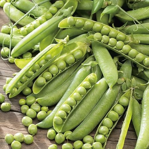 Pea Meteor Seeds – Fresh and Tasty – Winter Hardy – Suitable for Freezing – for Your Kitchen Garden