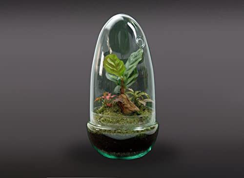 Garden Center Shop | Terrario Planta Natural Egg MAKOFITT 12x22 cm | Ecosistema Cerrado en Cristal | Mini Jardín Vivo | Decoración Original y Sostenible