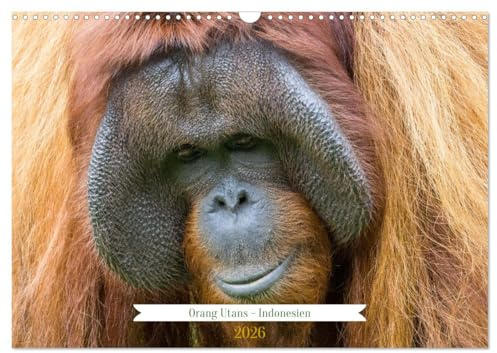 Orang Utans - Indonesien (Wandkalender 2026 DIN A3 quer), CALVENDO Monatskalender: Orang Utans - aufgenommen in Kalimantan/Indonesien (CALVENDO Tiere)