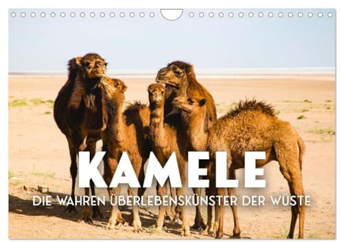 Kamele - die wahren Überlebenskünstler der Wüste. (Wandkalender 2026 DIN A4 quer), CALVENDO Monatskalender: Die geheimnissvollen Tiere der Wüste. (CALVENDO Orte)
