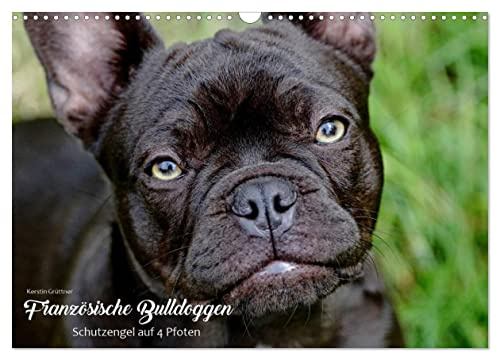 Französische Bulldoggen - Schutzengel auf 4 Pfoten (Wandkalender 2026 DIN A3 quer), CALVENDO Monatskalender: Die Fotografin Kerstin Grüttner hält für ... Fotojahreskalender fest. (CALVENDO Tiere)