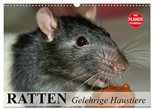 Ratten. Gelehrige Haustiere (Wandkalender 2026 DIN A3 quer), CALVENDO Monatskalender: Von der Wanderratte zum geliebten Kuscheltier (CALVENDO Tiere)
