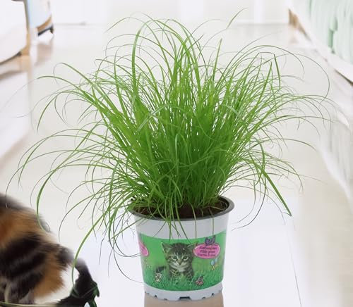 GASMIS - Cyperus Zumula - Katzengras Fertig Gewachsen - Zimmerpflanzen - Pflegeleicht - Haustierfreundlich - Höhe 20-30 cm - Topf 12 cm
