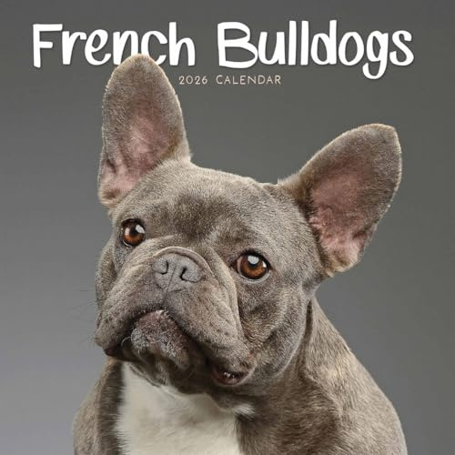 Carousel Worldwide, Französische Bulldoggen 2026 Mini-Wandkalender