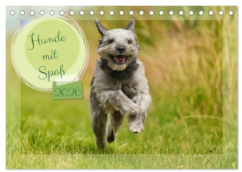 Hunde mit Spaß (Tischkalender 2026 DIN A5 quer), CALVENDO Monatskalender: Die Freude der Hunde beim Spielen und Toben und Rennen macht immer wieder Spaß anzusehen (CALVENDO Tiere)