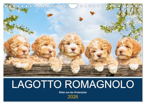 Lagotto Romagnolo - Bilder aus der Kinderstube (Wandkalender 2026 DIN A4 quer), CALVENDO Monatskalender: 13 entzückende Fotos von Lagotto-Welpen ... der Rasse durch das Jahr (CALVENDO Tiere)