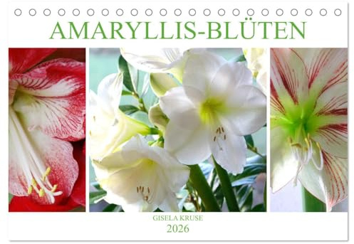 Amaryllis-Blüten (Tischkalender 2026 DIN A5 quer), CALVENDO Monatskalender: Majestätische Blumen mit beeindruckenden Staubgefäßen (CALVENDO Natur)