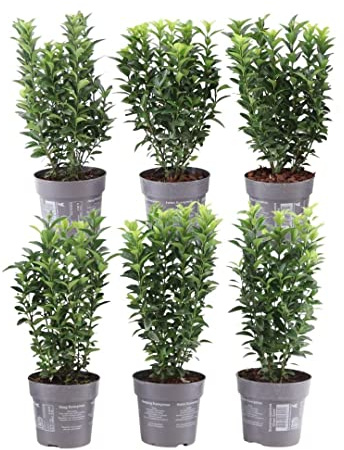 Plants by Frank Euonymus Japonicus 'Green Spire', Haie de 1 mètre linéaire | Fusain jaune, Couvre-sol rustique Vivace persistant, Arbuste nain, Pot 9 cm, Hauteur : 15 cm