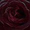 Velvet Rose & Oud Fragrance Oil for Candle Making, Wax Melts, Diffusers, Soap Making and Bath Bombs (950ml)